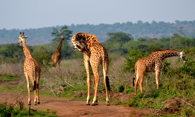 Akagera Park giraffes